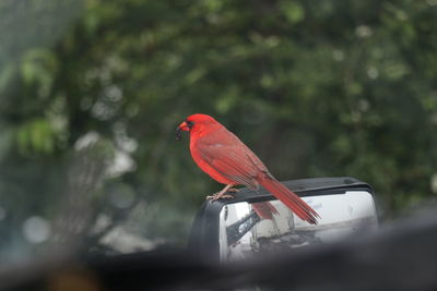 Cardinal on the mirror