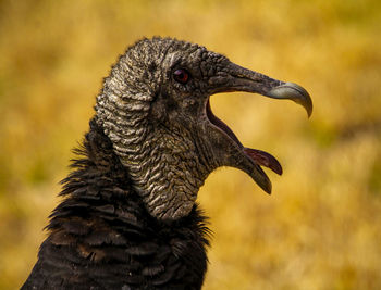 Close-up of black-headed vulture