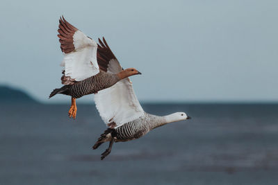 Low angle view of geese flying in sky