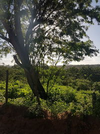 Trees on landscape against sky