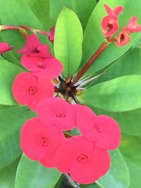 Close-up of pink flowers