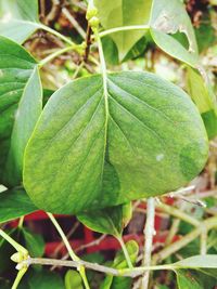 Close-up of fruit growing on plant