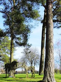 Trees on field against sky