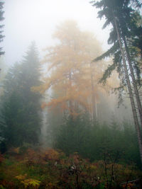 Trees in forest during foggy weather