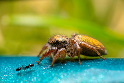 Close up of a jumping spider with an ant.