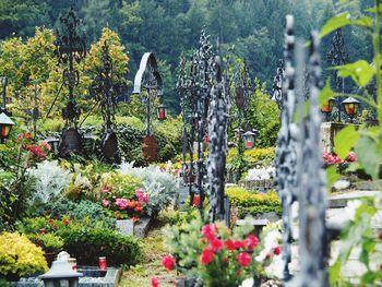 Plants and trees in park