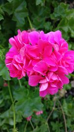 Close-up of pink flowers blooming outdoors