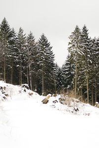 Snow covered field by trees against sky