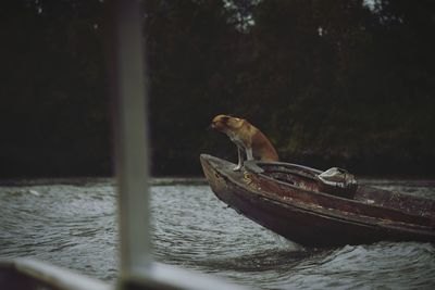 Side view of a duck swimming in lake