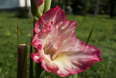 Close-up of pink rose flower