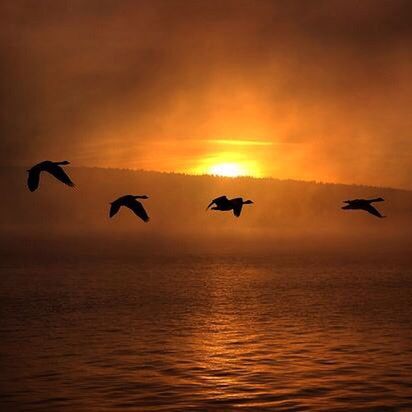 flying, bird, sunset, animal themes, wildlife, animals in the wild, water, waterfront, mid-air, sky, sea, orange color, spread wings, beauty in nature, scenics, silhouette, sun, cloud - sky, nature, horizon over water