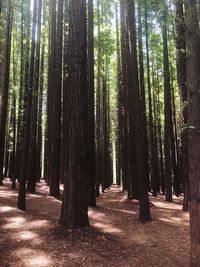 Walkway amidst trees in forest