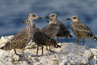 Young yellow-legged gull colony on brijuni national park