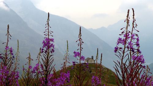 Purple flowering plants on land against sky