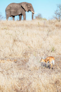 View of dead plant on field