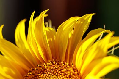 Close-up of yellow flower against black background