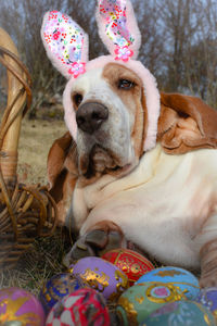 Close-up of dog wearing easter costume 