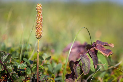 Close-up of wilted flower on field