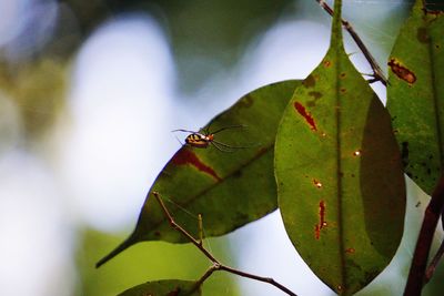 Close-up of insect on leaves
