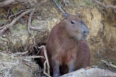 Standing capybara hydrochoerus hydrochaeris by river in pampas del yacuma, bolivia.