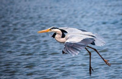 Close-up of bird against lake