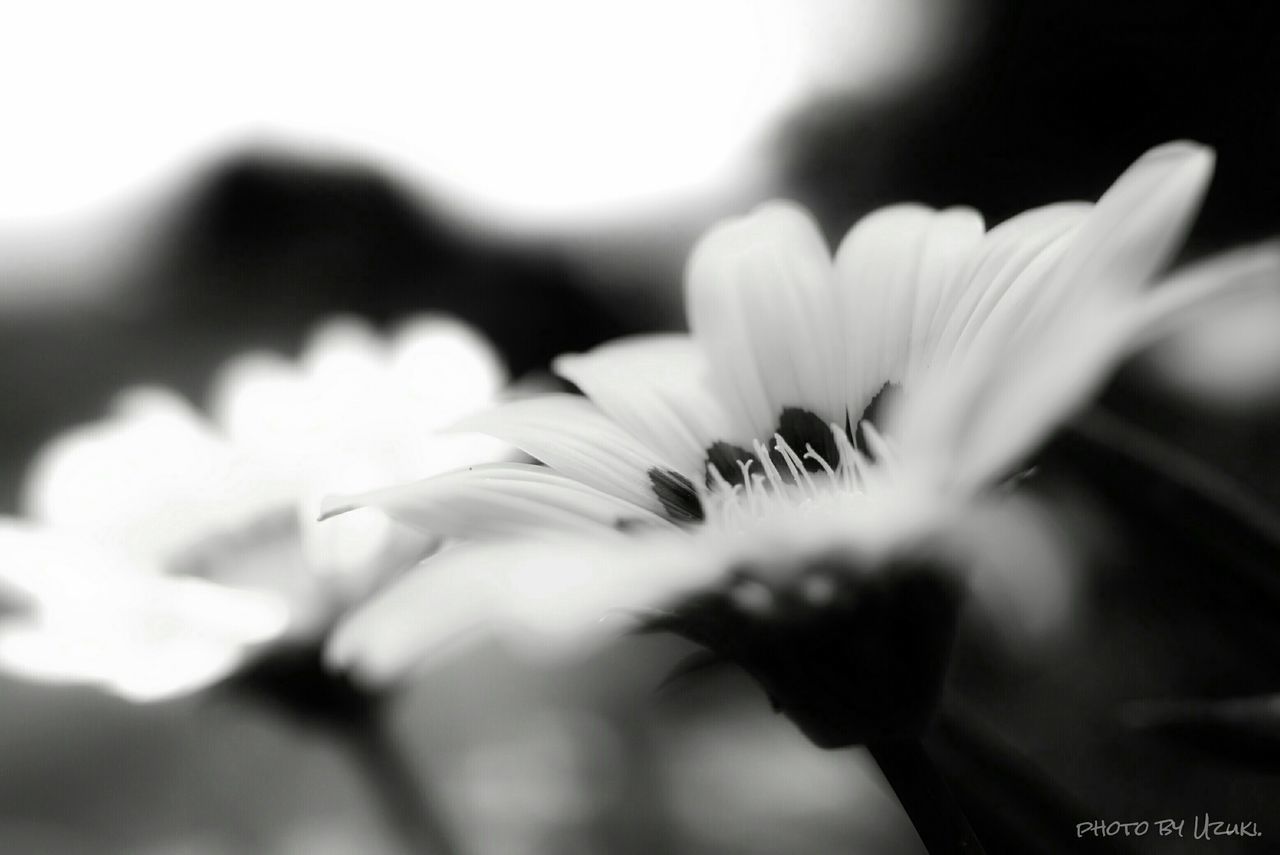 CLOSE-UP OF FLOWERS BLOOMING OUTDOORS