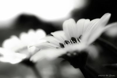 Close-up of flowers blooming outdoors