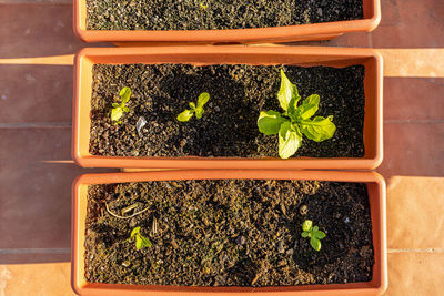 High angle view of potted plants