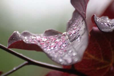 Close-up of water drops on flower