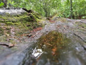 Close-up of moss on rock in forest