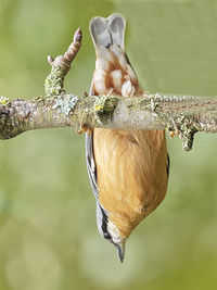 Close-up of bird perching on branch