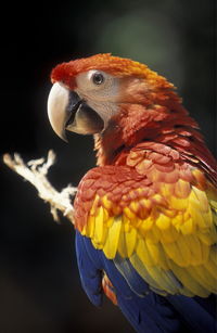 Close-up of scarlet macaw outdoors