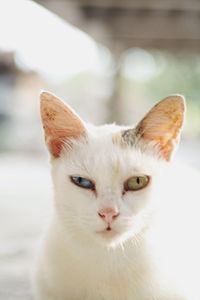Close-up portrait of cat