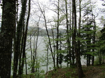 Scenic view of forest