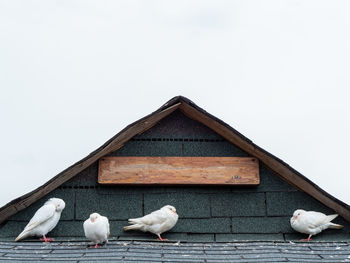 Seagulls perching on a wooden structure against clear sky