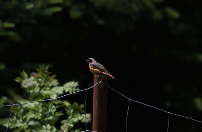 Low angle view of bird perching on railing