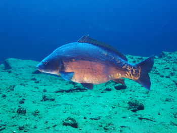 Fish swimming in sea