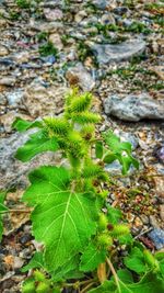 Close-up of plant growing on field