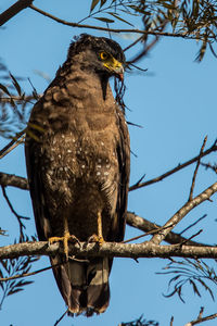 Low angle view of eagle perching on branch against sky