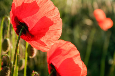 Close-up of red hibiscus blooming outdoors