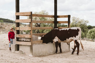 Young caucasian boy looking scared at a cow on a farm behind the fences