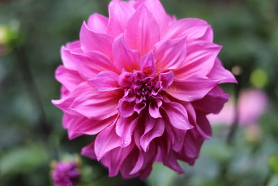Close-up of pink flower