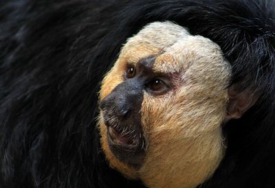 Close-up portrait of monkey