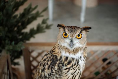 Close-up portrait of a bird