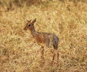 View of dik dik on field