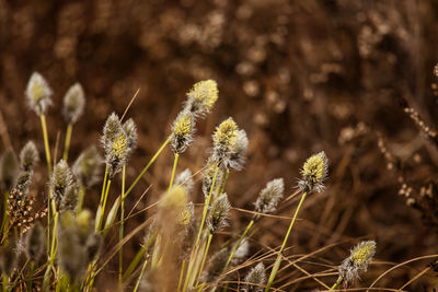 A beautiful cotton grass in a swamp in early spring