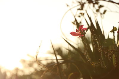 Close-up of red flowers blooming against sky