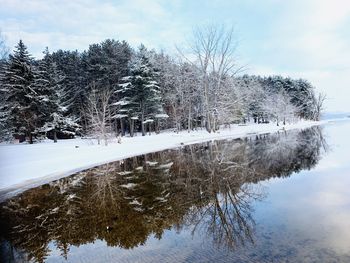 Trees by lake against sky during winter