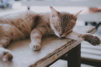 Close-up of a cat sleeping on table