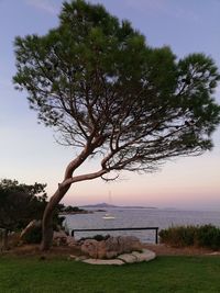 Tree on field by sea against sky during sunset